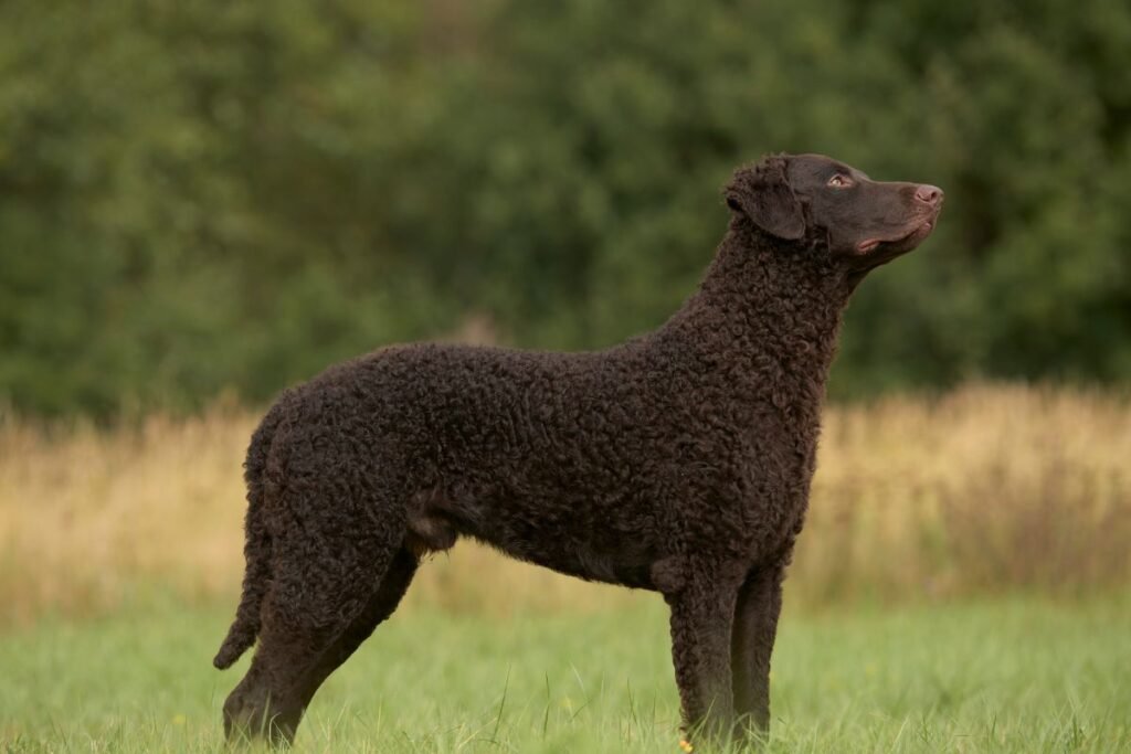 Retriveris: sveikata ir priežiūros ypatumai