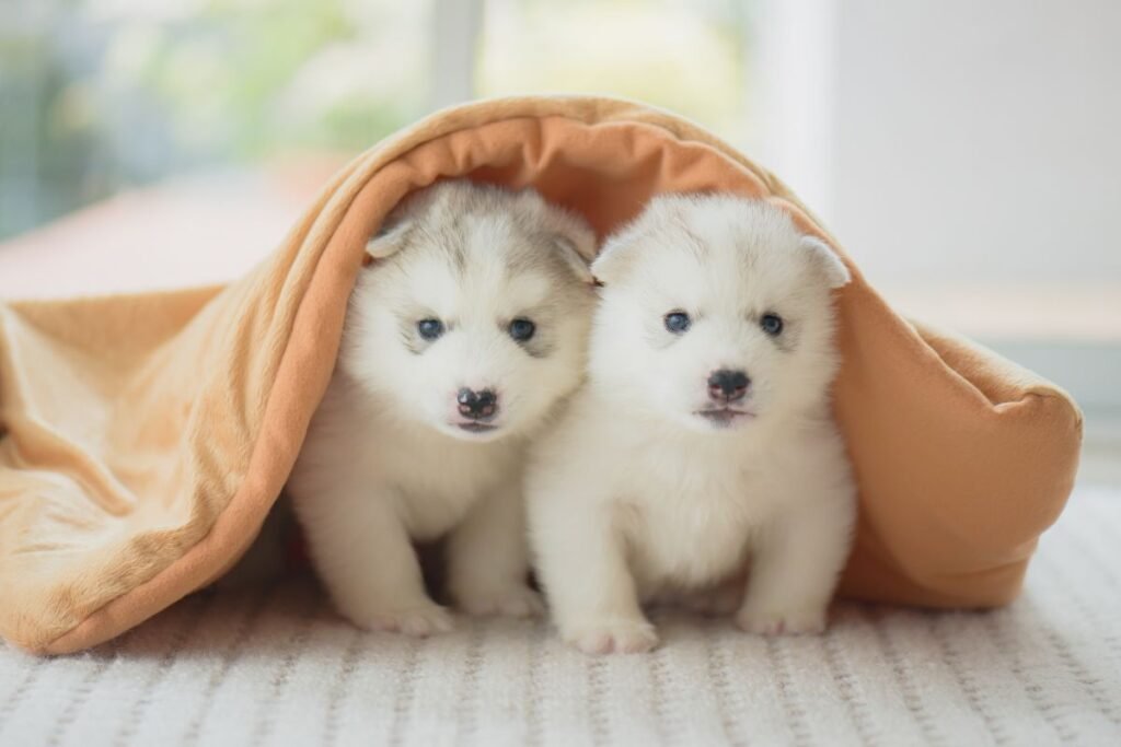 Sibiro haskis: išvaizda ir unikalūs bruožai
