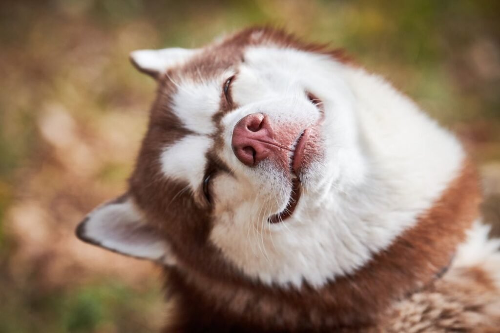 Sibiro haskis – šiaurės vėjų pasiuntinys vilko žvilgsniu ir nepaliaujama energija. Ar šis šuo tiks jūsų šeimai?