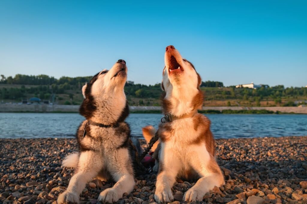 Įdomūs faktai apie Sibiro haskius