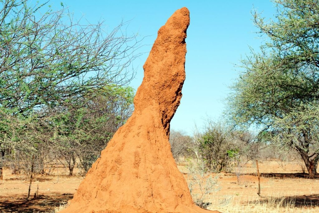 Įdomūs faktai ir ypatingi termitų gebėjimai