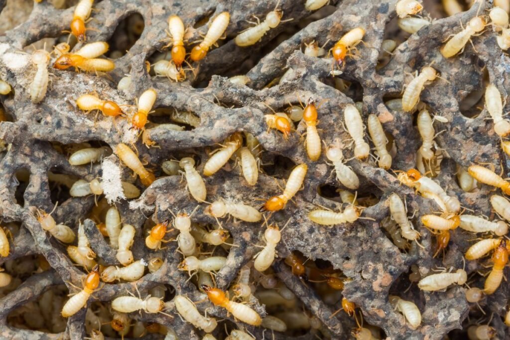 Kaip atpažinti termitų kastas: karalienę, karalių, darbininkus ir kareivius