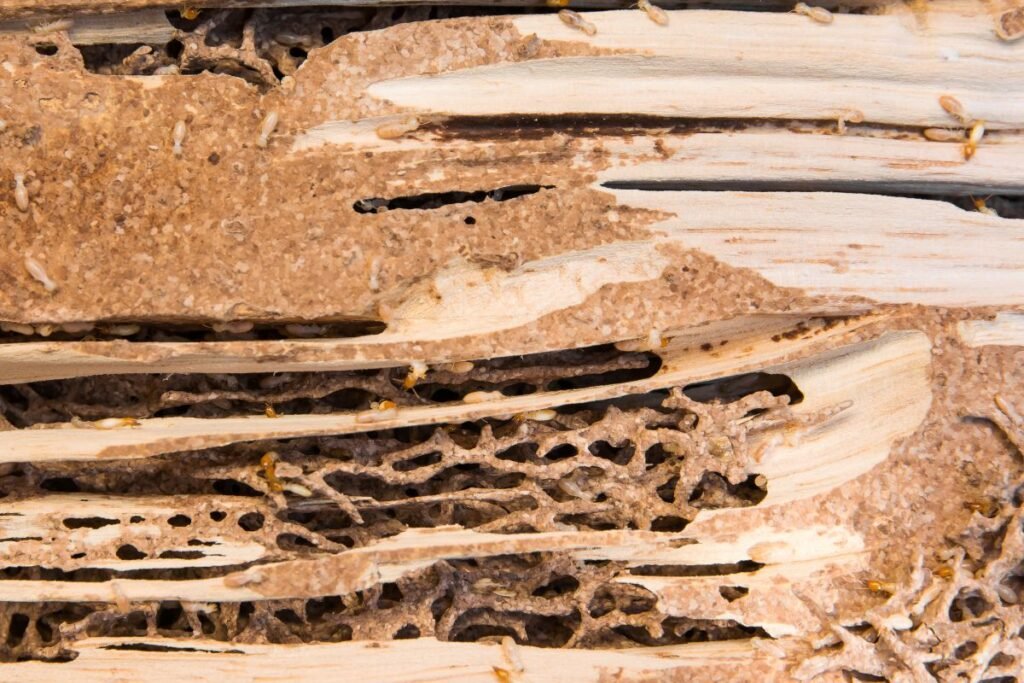 Kuo maitinasi termitai