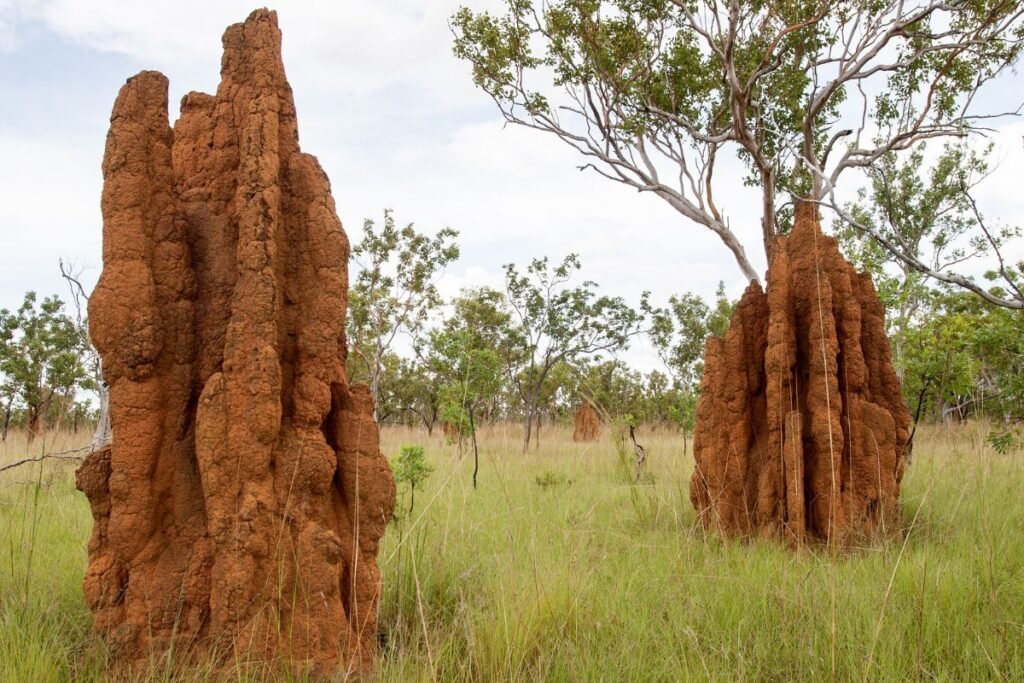 Termitų veisimosi ir kolonijų kūrimo ypatumai