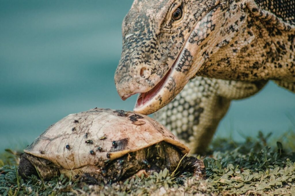 Kuo maitinasi varanas