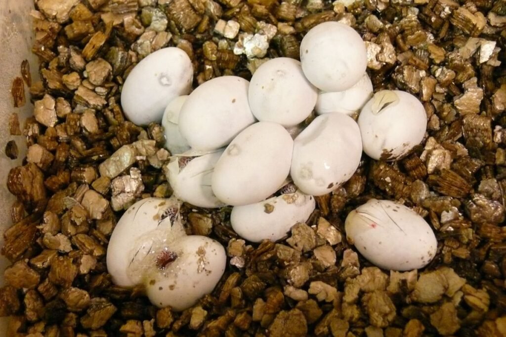 Varanų veisimosi sezonas ir patinų imtynės