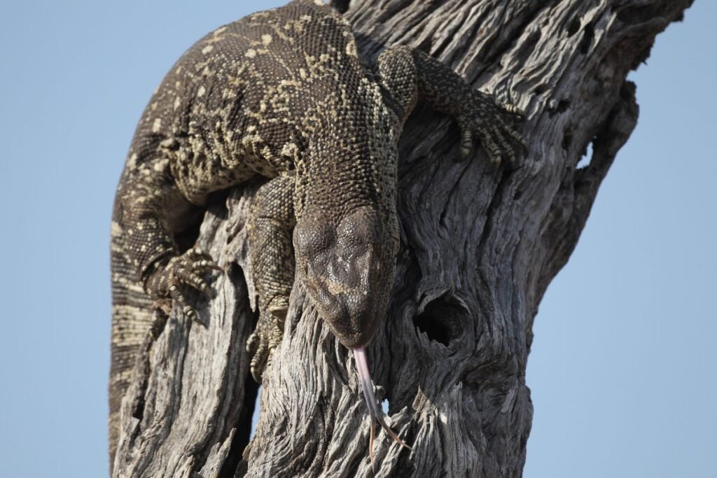 Įdomūs faktai apie varanus ir jų unikalūs gebėjimai