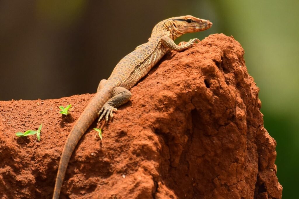 Ar varanas gali būti laikomas namuose?