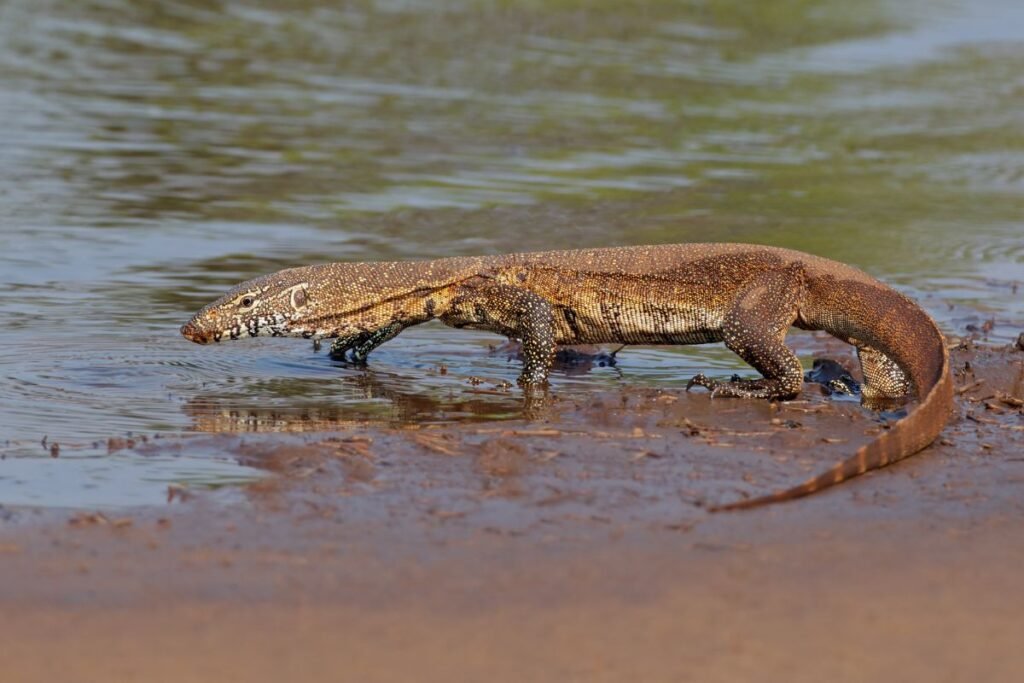 Kur gyvena varanai ir kur juos galima sutikti keliaujant