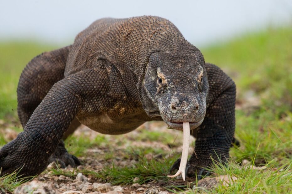 Varanas – įspūdingas drakonas aštriais dantimis ir dvišaku liežuviu. Kur keliaujant galime jį sutikti ir kaip atpažinti?