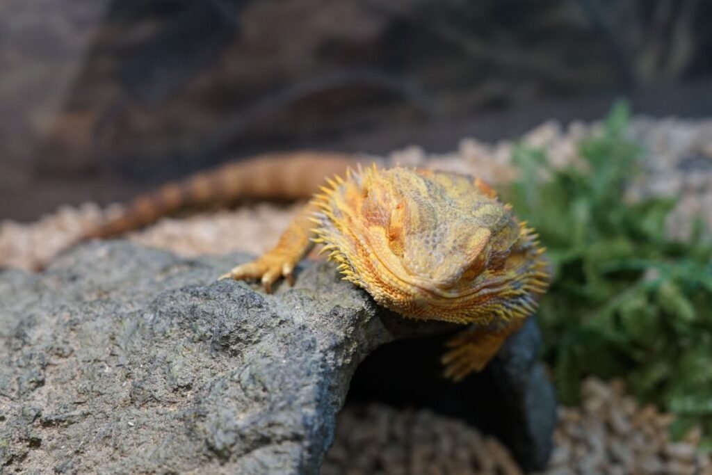 Įdomūs faktai apie agamas