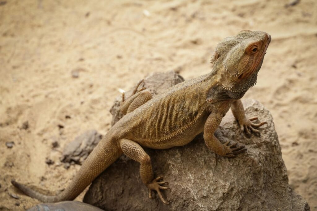 Agama – pagrindiniai faktai