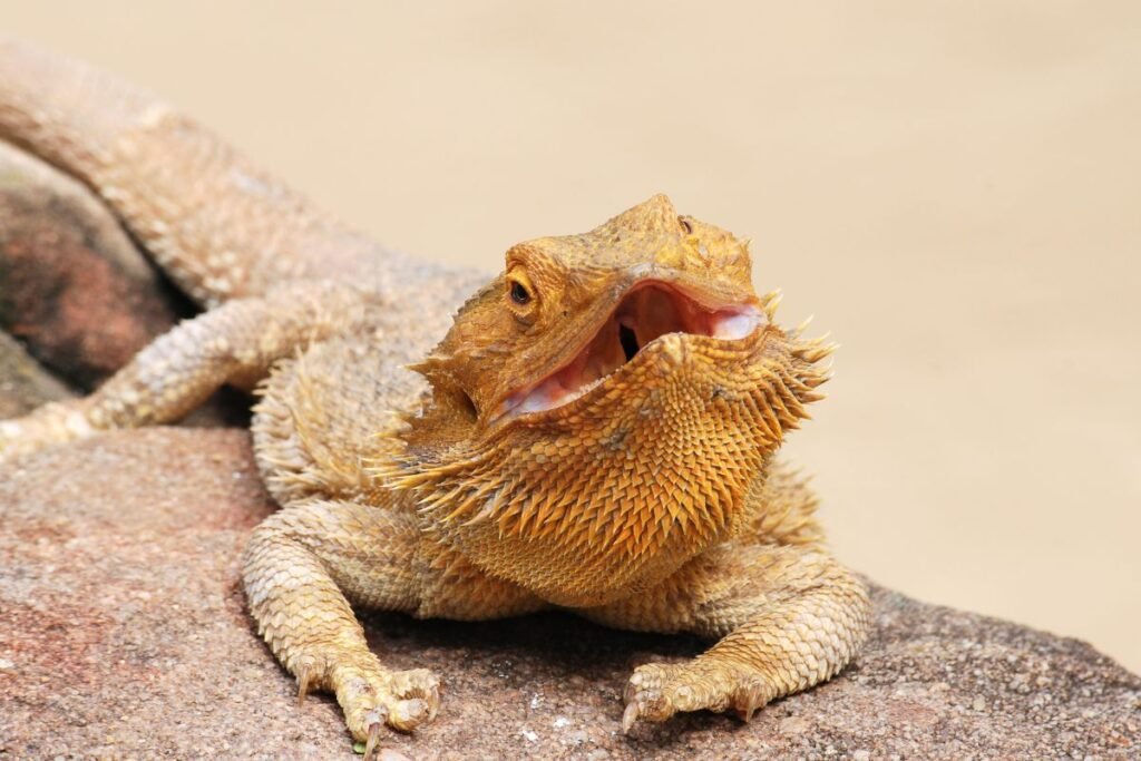 Kaip atpažinti agamos patiną, patelę ir jauniklį?