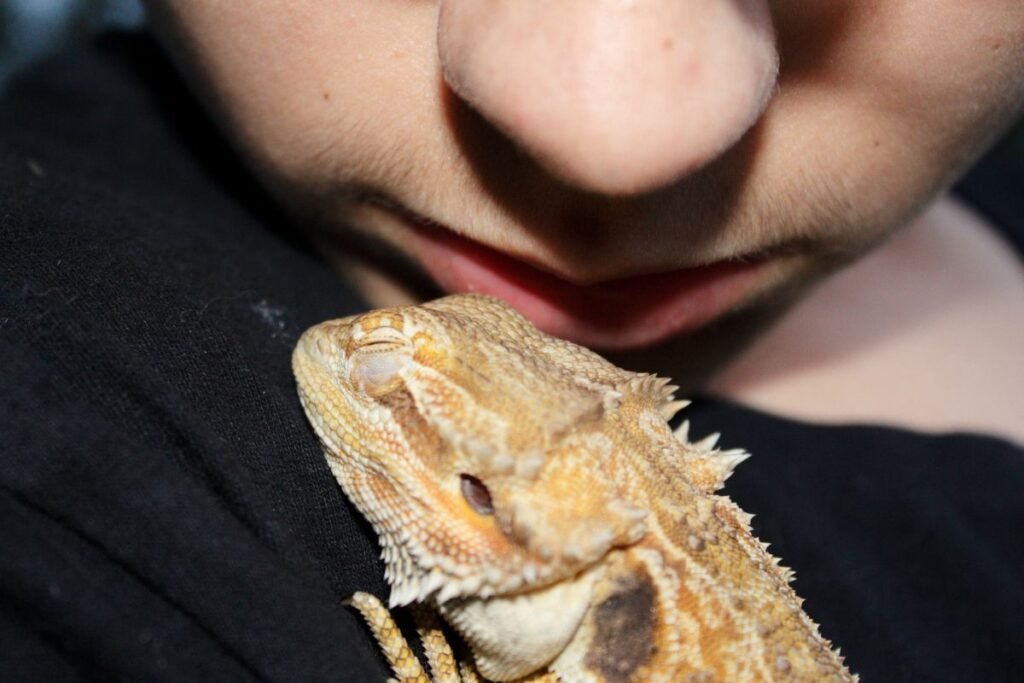 Agama namuose: ar tikrai verta ją auginti?