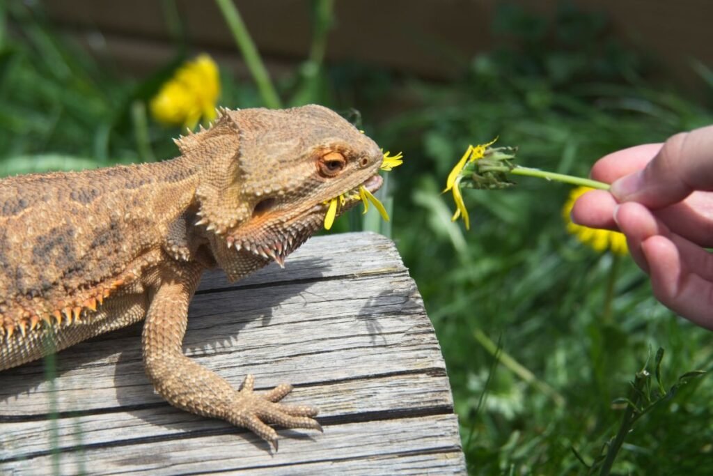 Kuo maitinasi agama?