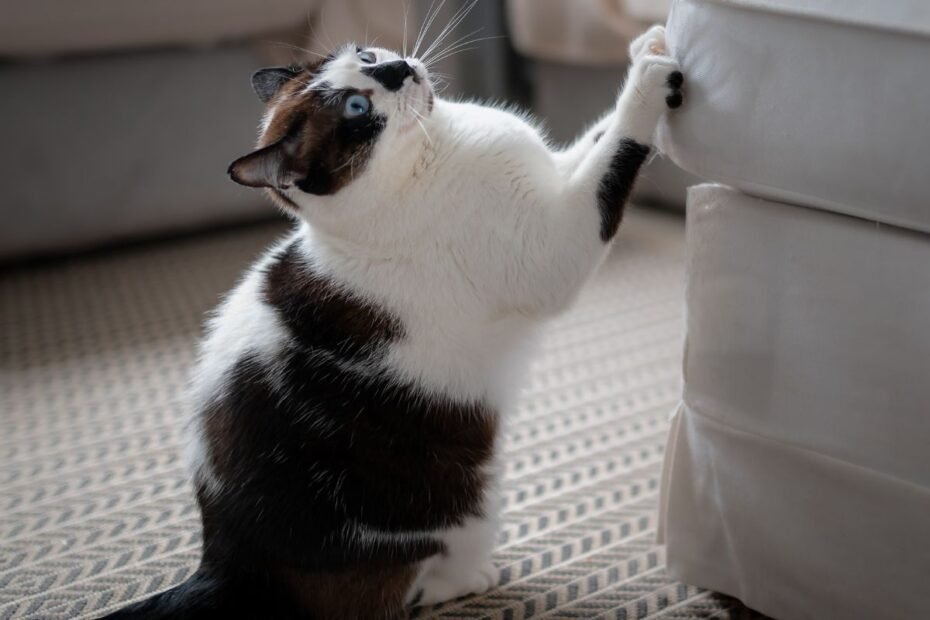 Baldų apsauga nuo kačių: kaip išsaugoti namus ir patenkinti katės draskymo poreikį?