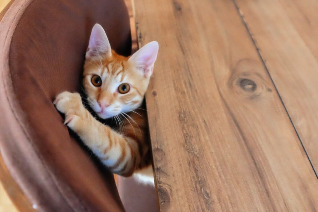 Kodėl katės drasko – ir kodėl to negalima tiesiog „uždrausti“?