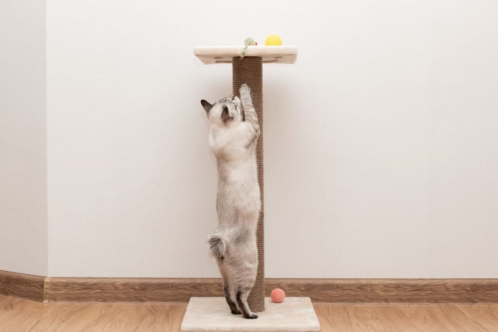 Draskyklė – ne tik priedas, o būtinybė