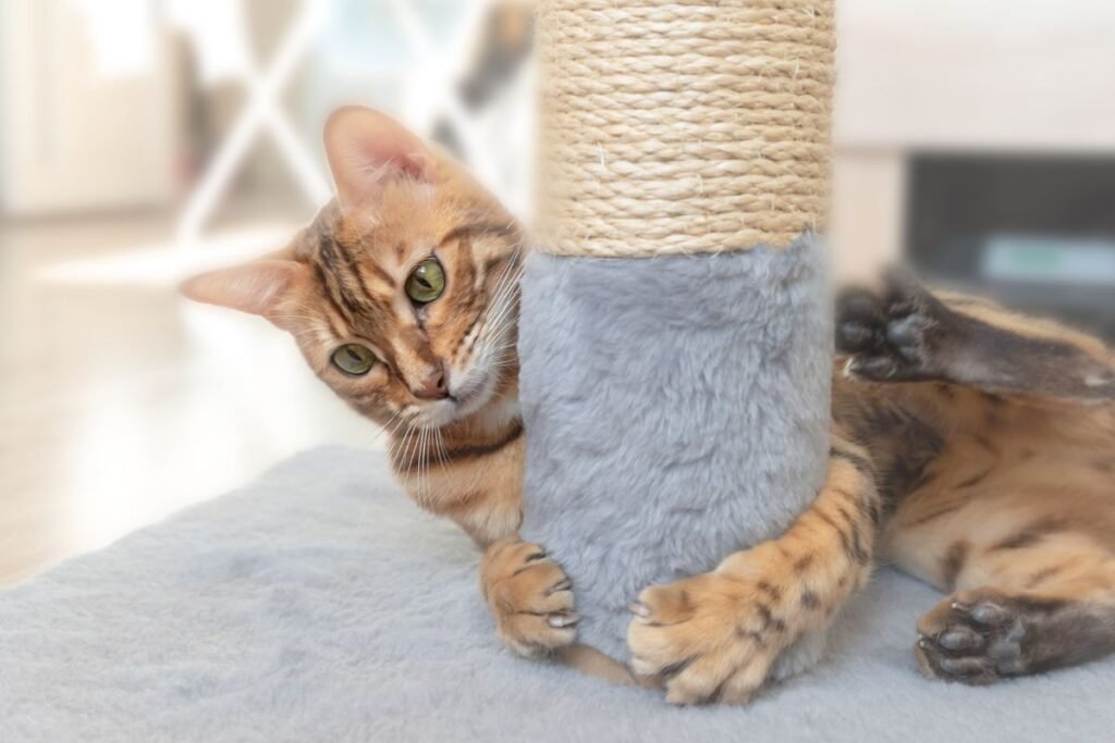 Papildomi būdai patenkinti draskymo poreikį