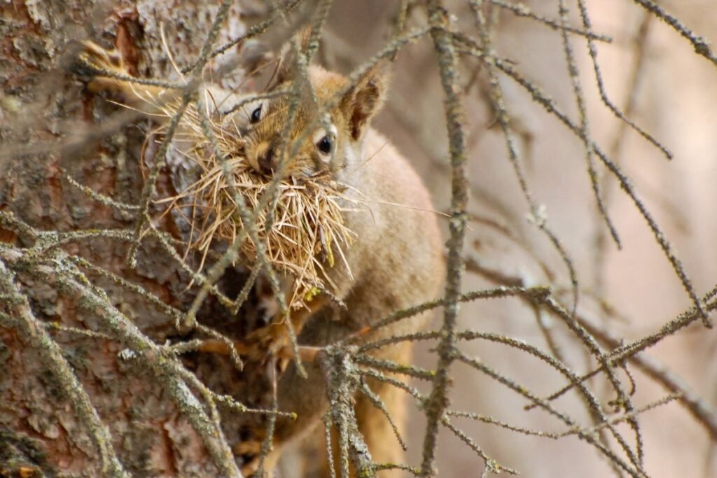 Inkilas voverei: papildomi patarimai