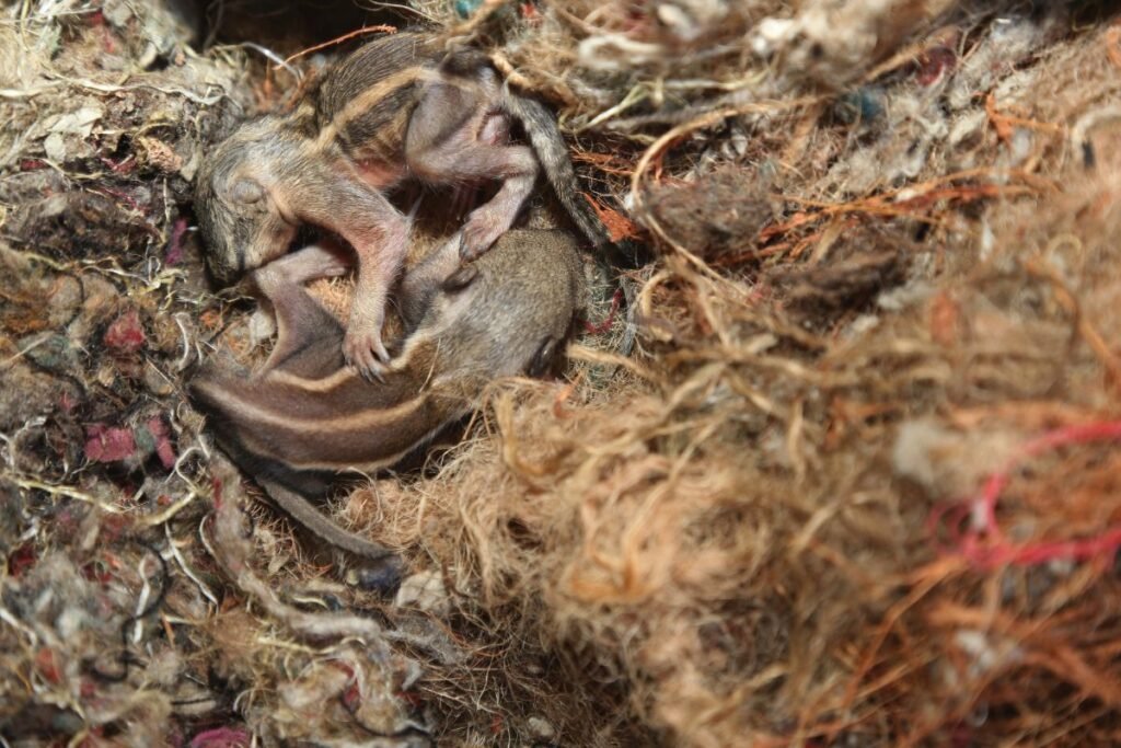 Ar inkile iš karto apsigyvens voverė?