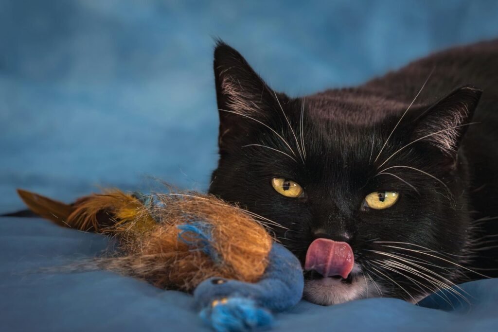 Kodėl jūsų namų plėšrūnui gyvybiškai reikia veiksmo?