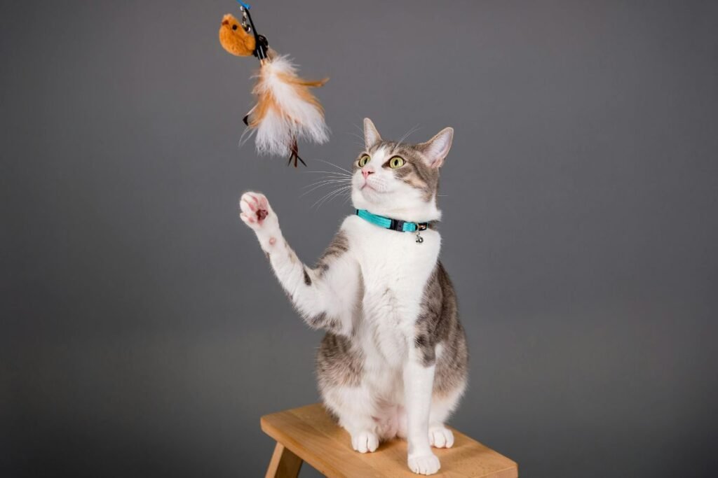 Kodėl jūsų katė kraustosi iš proto? Kačių žaislai ir paslaptys, kaip teisingi kačių žaidimai keičia augintinio charakterį