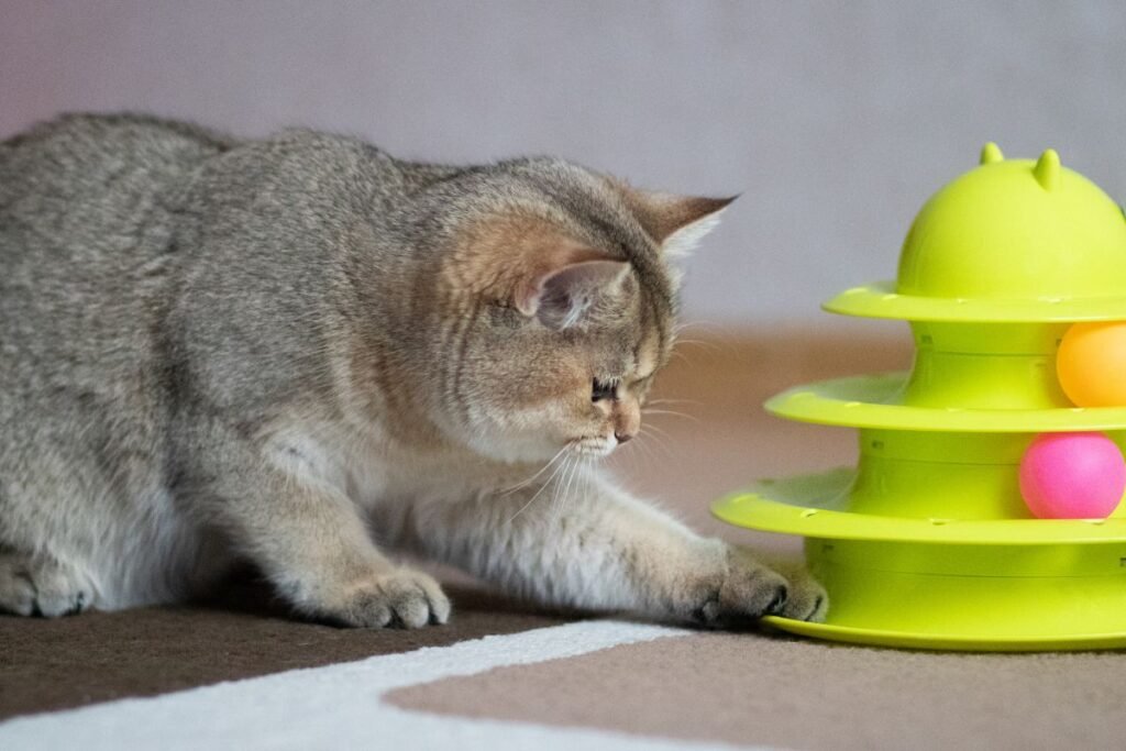 Intelektualūs kačių žaidimai – mankšta smegenims