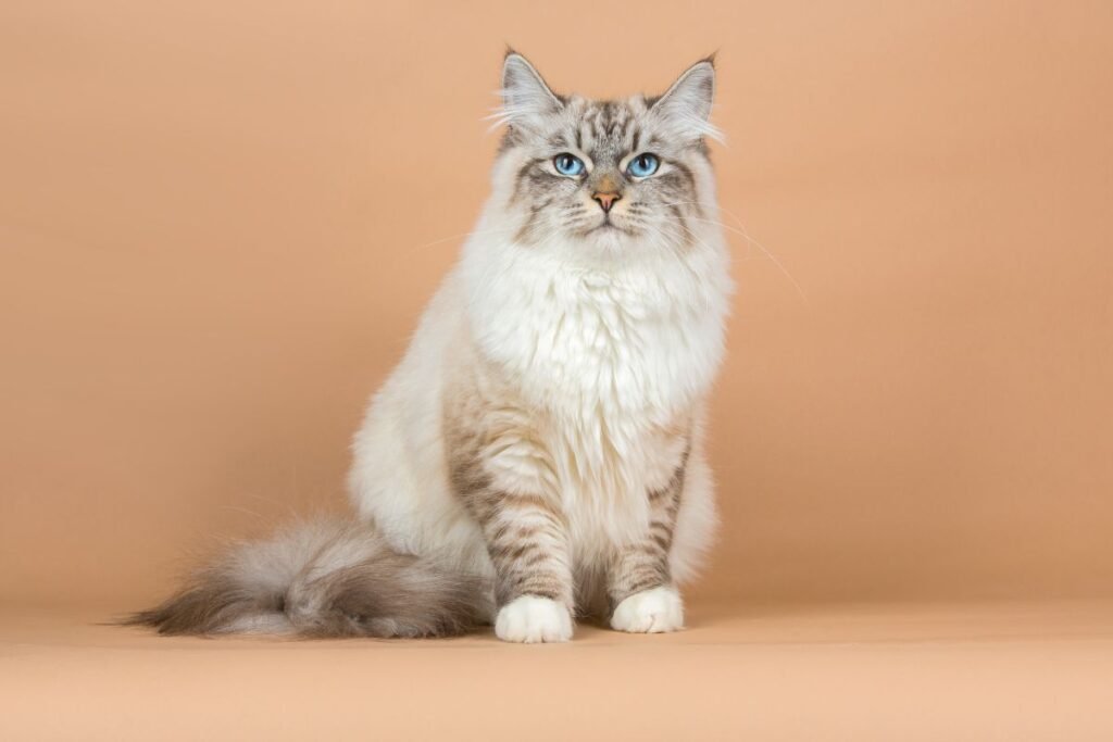 Sibiro katės – miško karalienės, žavinčios galia, švelnia širdimi ir hipoalerginiu kailiu