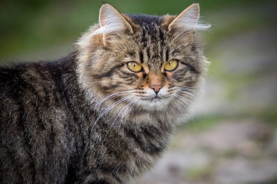 Sibiro katės – miško karalienės, žavinčios galia, švelnia širdimi ir hipoalerginiu kailiu