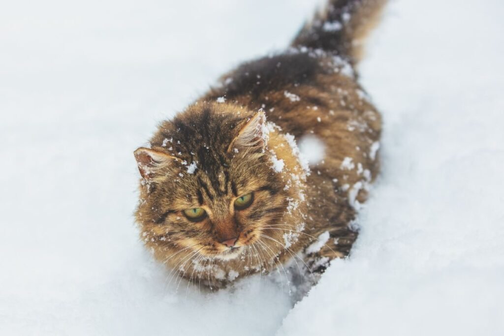 Sibiro katės kilmė ir istorija
