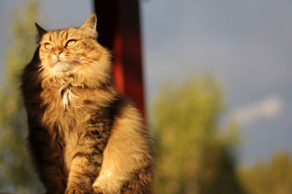 Charakterio ir elgsenos savybės (lentelė)