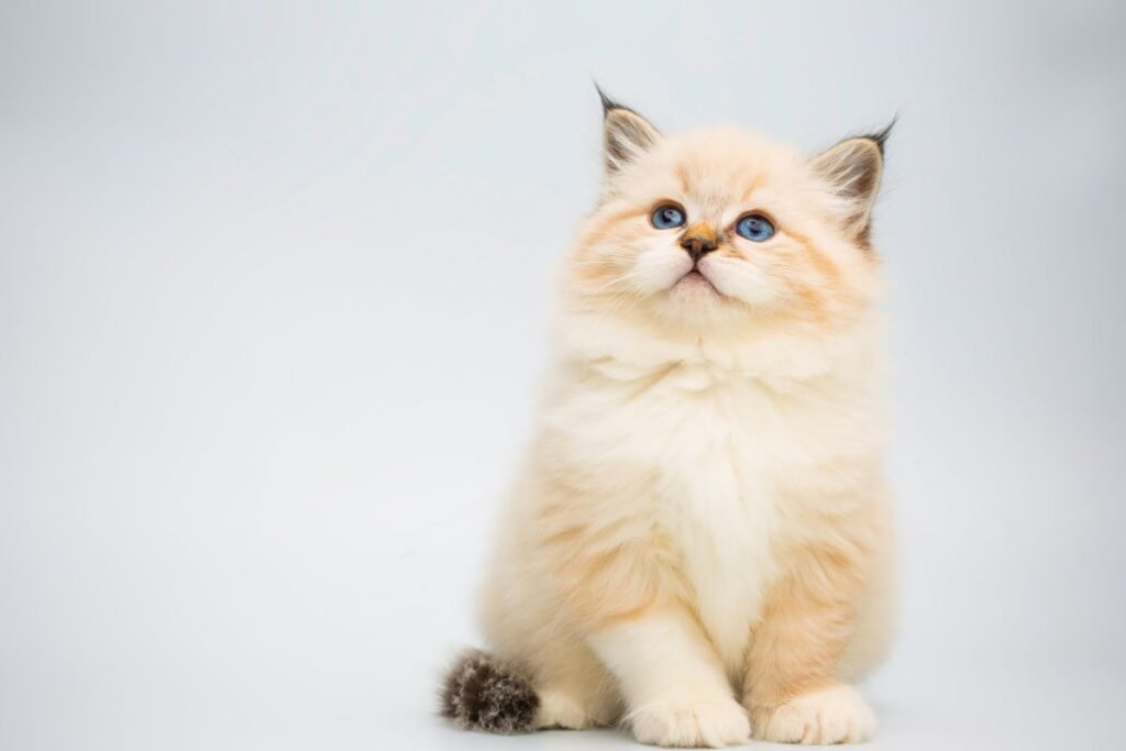 Ar Sibiro katė man tinka?