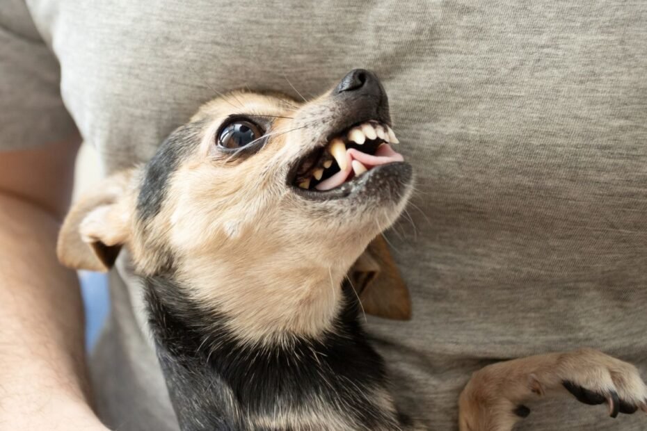 Neakivaizdi agresijos ir baimės priežastis – šunų virškinimo sutrikimai. Kaip atpažinti ir išvengti?