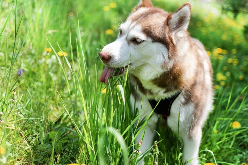 Šunų virškinimo sutrikimai: kaip atpažinti, kad tai liga?