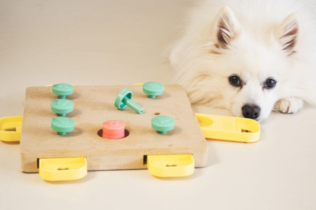 Kodėl protinis užimtumas šunims toks pat svarbus kaip fizinis?