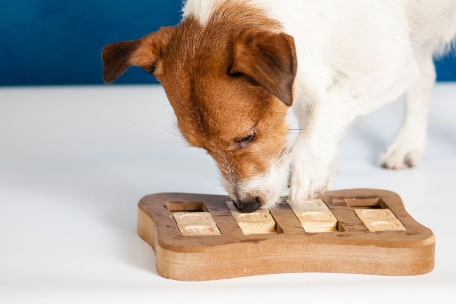 Šunų žaislai, kurie keičia kasdienybę: „Enrichment" žaidimai, kai neturite laiko ilgiems pasivaikščiojimams