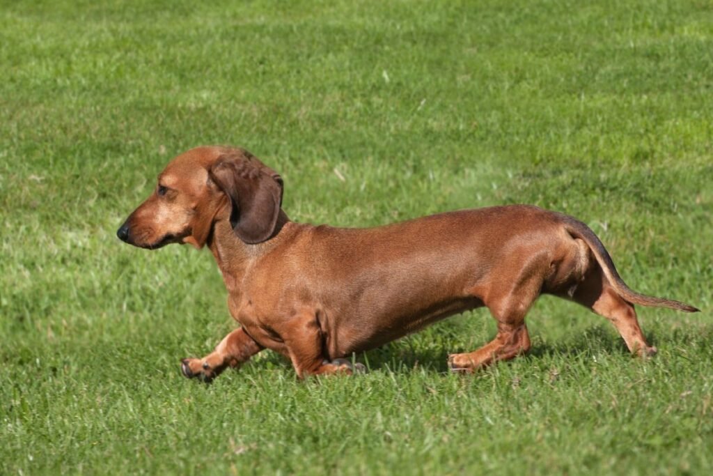 Taksas – drąsus urvų medžiotojas su išskirtiniu charakteriu ir gausia veislių šeima