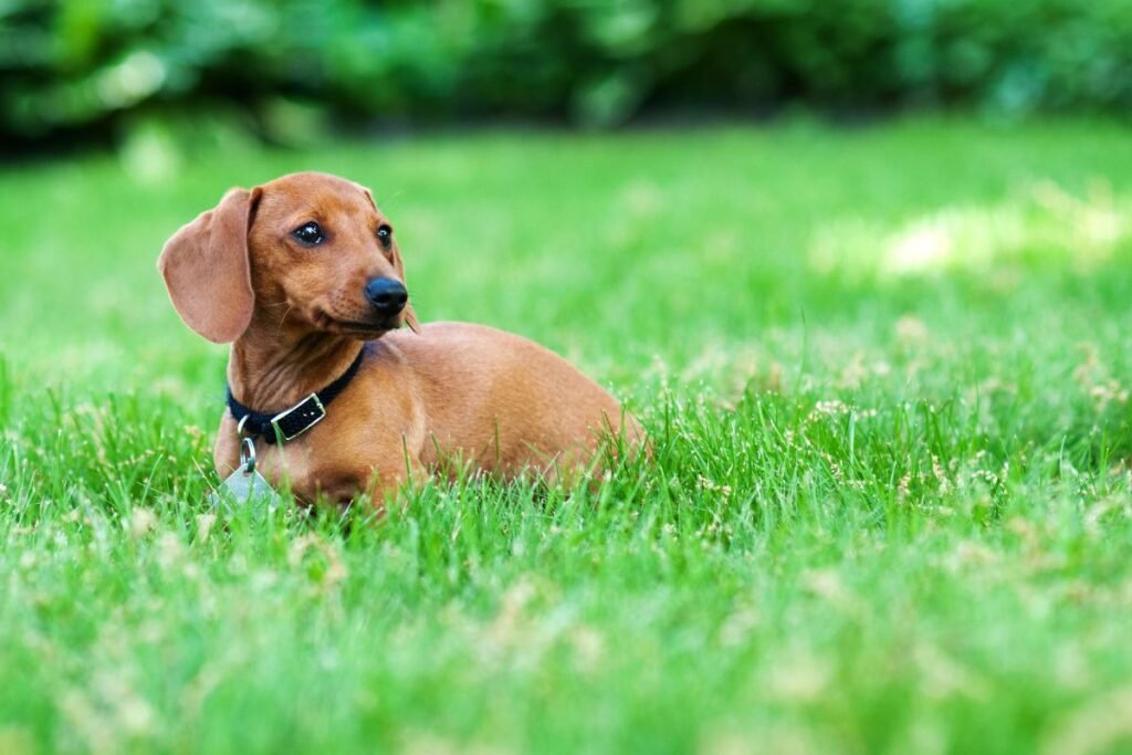 Takso kilmė ir istorija