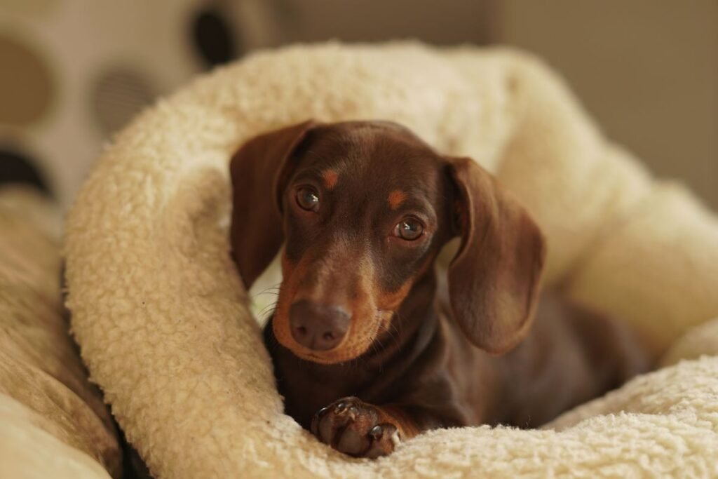 Takso charakteris ir elgsena