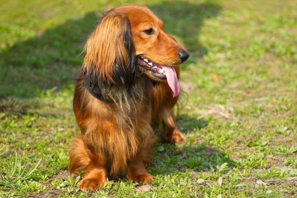 Takso charakterio savybės (lentelė)