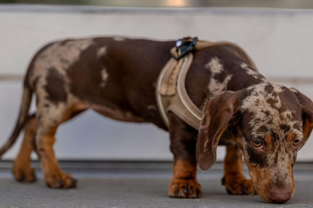 Takso sveikata ir priežiūros ypatumai