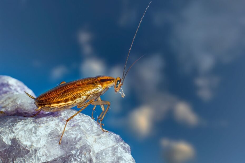 Tarakonas: kodėl vienas labiausiai nekenčiamų vabzdžių yra nepaprastai svarbus planetai?