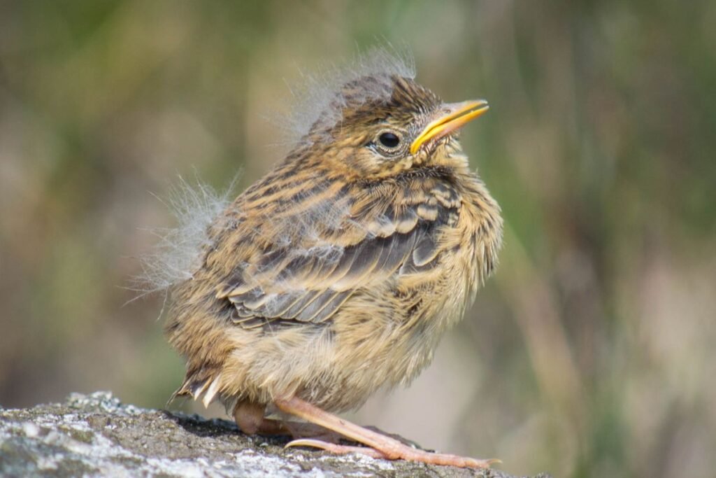 Kaip atpažinti vieversio patelę, patiną bei jauniklį