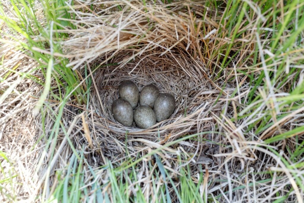 Vieversio veisimosi sezonas