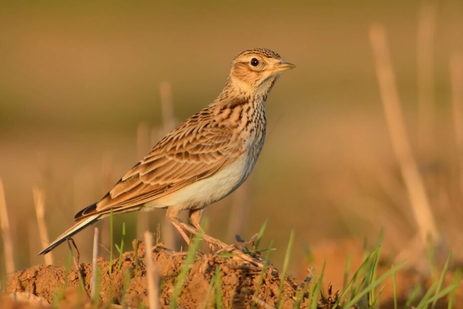 Vieversys – dangaus dainininkas ir pavasario simbolis. Kaip šį žemės „grumstelį“ atpažinti danguje?