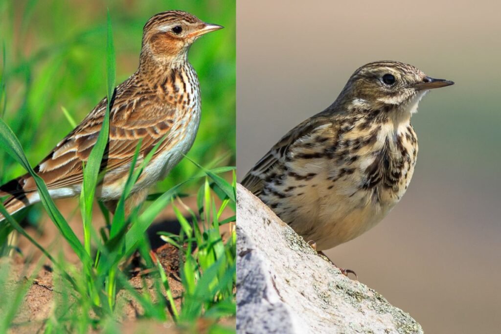 Kaip atskirti vieversį nuo kitų paukščių