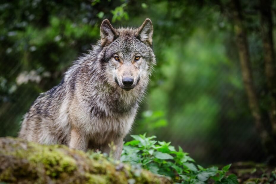 Vilkas – miško valdovas, žavintis galia, amžina ištikimybe ir paslaptinga šeima
