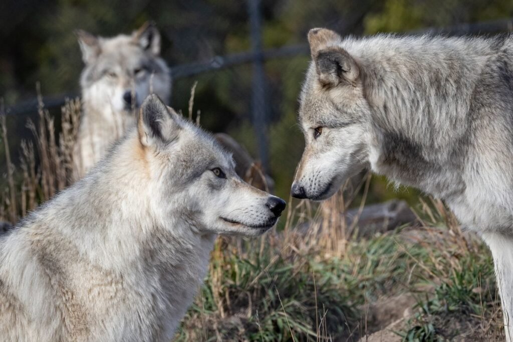 Vilko dauginimosi sezonas