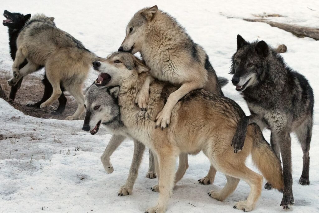 Ar vilkai puola žmones?